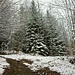 Nach einem überraschenden Schneefall am 30. März präsentierte sich der Wald oberhalb von 700 Metern bis am Nachmittag im Winterkleid.