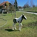Dieses Fohlen in Wattenwil geniesst das herrliche Frühlingswetter. (06.04.2020)