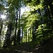 im Althuswald