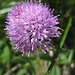 [http://de.wikipedia.org/wiki/Rosa_Kugelorchis Rosa Kugelorchis] (Traunsteinera globosa) - eine relativ seltene Orchidee, die im Alpenvorland in Kalkgebieten vorkommt.
