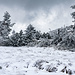 Auf dem Hochplateau der Grinde haben die Eisheiligen so richtig zugeschlagen: alles ist von einer filigranen Frostschicht überzogen ...