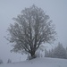 ... zum prächtigen Einzelbaum auf Hornbachegg, Nordostgipfel