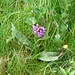 Breitblättrige Kuckucksblume
