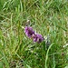 Breitblättrige Kuckucksblume / Geflecktes Knabenkraut