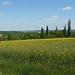 Oberhalb Schafpreskeln