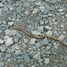 Blindschleiche auf dem Weg