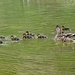 Schwimmstunde