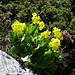 Primula auricula, also known as auricula, mountain cowslip or bear's ear.