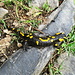 Monti di Liscione : salamandra
