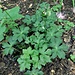 Sanicula europaea L.<br />Apiaceae<br /><br />Erba fragolina<br />Sanicule d'Europe<br />Sanikel, Heilkraut, Scharnikel