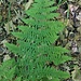 Gymnocarpium robertianum (Hoffm.) Newman<br />Cystopteridaceae<br /><br />Felce del calcare<br />Gymnocarpe glanduleux<br />Ruprechtsfarn