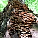 Funghi saprofiti sul tronco di un albero caduto.