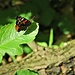 Aglais urticae
Nymphalidae

Vanessa dell'ortica
Petite tortue
Kleiner Fuchs