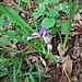 Iris graminea L.<br />Iridaceae<br /><br />Giaggiolo susinario<br />Iris graminée<br />Grasblättrige Schwertlilie