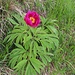 Bellissime Peonie