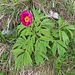 Bellissime Peonie