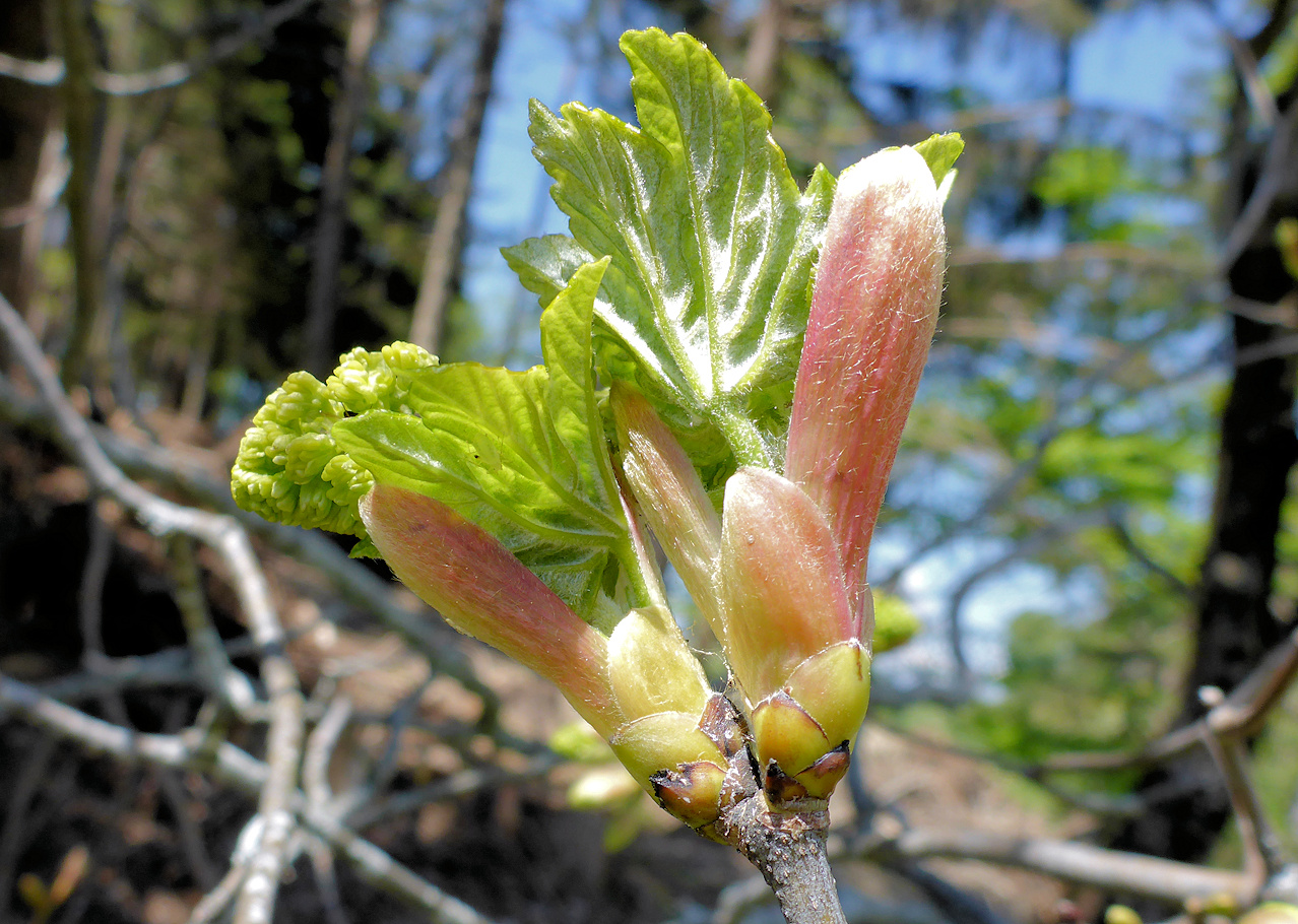 Die Knospen öffnen sich Fotos