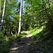 Anfangs noch auf breiten Weg durch lichten Mischwald geht es insgesamt recht steil bergauf
