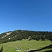 Die Stepbergalm ist erreicht. Der dahinterliegende Hirschbichel wirkt hier wie ein sanfter Hügel. Der ist allerdings steiler und mit 300 Höhenmeter auch wesentlich höher als es hier scheint