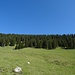 und zeigt auf eine Weidefläche. Am Waldrand kann man bildmittig schwache Trittspuren erkennen, zumal helfen verblaste Markierungen auf einigen Steinen bei der Orientierung. 