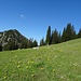 Zahlreiche Butterblumen auf der Weidefläche