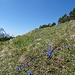 Landschaftlich lohnt sich eine Besteigung der Ziegspitzen auf jeden Fall