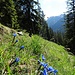 Frühlingsenzian am Wegrand