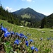 Beim Abstieg zur Stepbergalm. 