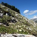 Ein Alpenhahnfußfeld unterhalb des Gipfels