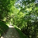 Weiter unten geht es durch schönen Wald