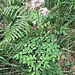 Thalictrum aquilegifolium L.<br />Ranunculaceae<br /><br />Pigamo colombino<br />Pigamon à feuilles d'ancolie<br />Akeleblättrige Wiesenraute