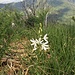 Anthericum liliago L.<br />Asparagaceae<br /><br />Lilioasfodelo maggiore<br />Anthéric à fleur de lys<br />Astlose Grasslilie [