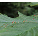 Blatt des Lebens