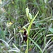 ... und eine eher seltene Orchis