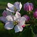Apfelbaum / Melo in fiore