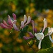 Lonicera caprifolium, Echtes Geißblatt