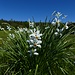 Weiße Narzisse (Narcissus poeticus) im Issinger Moor