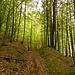 Der Weg führt anfangs im dichten Wald durch das Tal des Litzlbachs.