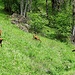 The only animals we saw were the goats.