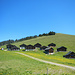 Über diesen Wiesenhang geht's nun hoch zum Gampberg