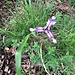 Iris graminea L.<br />Iridaceae<br /><br />Giaggiolo susinario<br />Iris graminée<br />Grasblättrige Schwertlilie