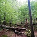 Wir stiegen wieder ab, ein wenig enttäuscht, und kehrten zurück in den Sattel. Drüben stiegen wir geradewegs im Wald hinauf.