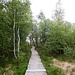 Dort beginnt der 2,2 Kilometer lange Bohlensteg, auf dem man nun durch einen großen Teil des Moors wandern kann.