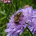 Biene auf  Acker-Witwenblume (Knautia arvensis)