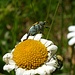 Hoplia argentea / Goldstaub-Laubkäfer<br />Die Käfer ernähren sich von Pollen.