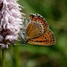 Blauschillernder Feuerfalter (Lycaena helle) auf der Futterpflanze seiner Raupen, dem Schlangen- oder Wiesen-Knöterich (Bistorta officinalis)<br />Der Schmetterling ist streng geschützt!