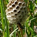 Heide-Feldwespe (Polistes nimpha) an ihrem Nest