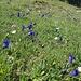 Wiese voller Enziane unterhalb Magnüda bei Pt. 1563m