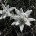 stella alpina: per chi non lo sapesse,la peluria bianca che serve a trattenere l'umidità per assicurare la sopravvivenza della pianta,non ricopre i petali,ma le foglie.  I fiori veri,sono i originato dai capolini rotondi che produrranno piccoli fiori gialli