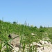 dramatische holländische Berglandschaft am Ufer des reissenden Rheins